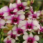 Dendrobium Two Tone